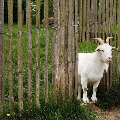 Staketenzaun mit Ziege
