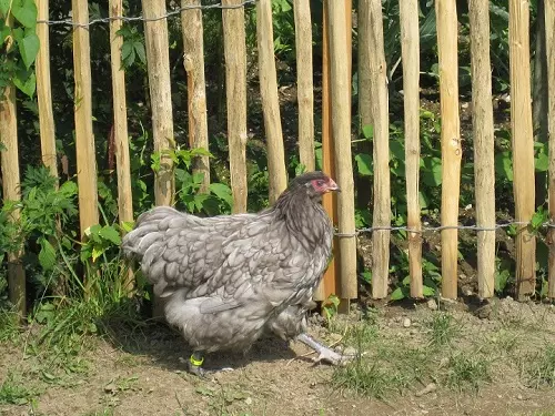 Staketenzaun als Hühnerzaun.
