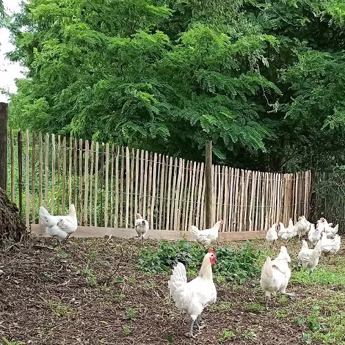 Zaun für Hühner. Der Spalt unter dem Staketenzaun wurde mit einem Brett versperrt.