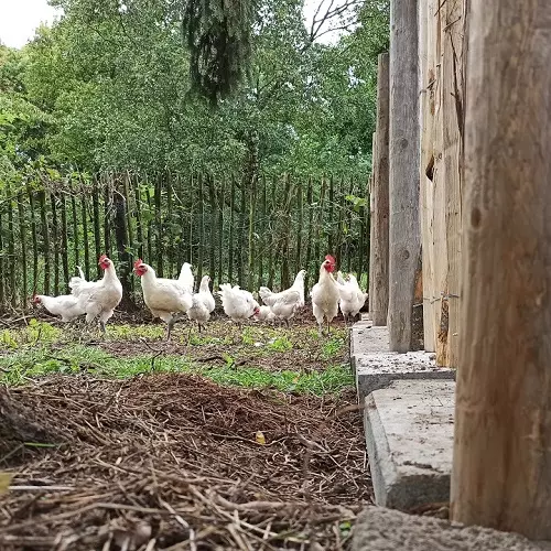 Hühner einzäunen mit günstigem Zaun aus Holz. Unter den Hühnerzaun wurden Pflastersteine gelegt.