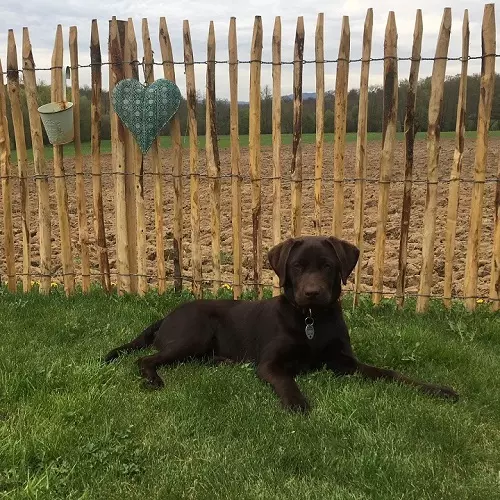 Hundezaun zur Hundehaltung.