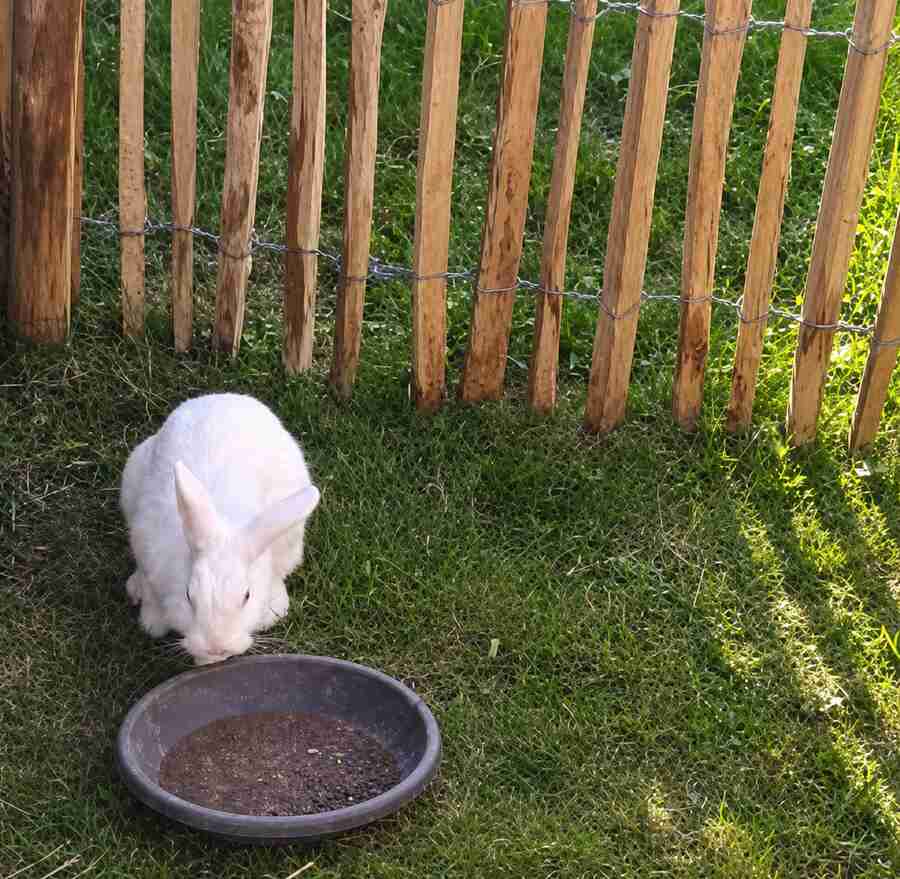 Kaninchen an einem Kastanienzaun