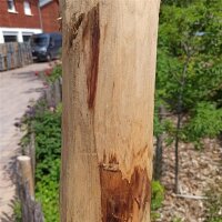 Zaunpfahl Kastanie Höhe 170-180 cm rund, z.B. Torpfahl, Durchmesser 10-12cm mit Spitze