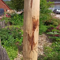 Zaunpfahl Kastanie Höhe 170-180 cm rund, z.B. Torpfahl, Durchmesser 10-12cm mit Spitze