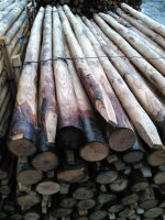 Stammware Kastanie Länge 200 cm rund Durchmesser ca...