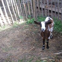 Proline Staketenzaun Kastanie 4-6cm Lattabstand 100cm Höhe 10m Länge