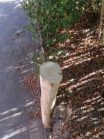 Zaunpfahl Kastanie Höhe 120 cm rund zu Zaun Höhe 80 cm Durchmesser ca 8-10cm mit Spitze