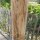 Pfosten aus Kastanie Rundholz 120cm lang 8cm Ø