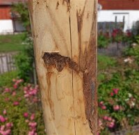 Pfosten aus Kastanie Rundholz 200cm lang 8cm Ø